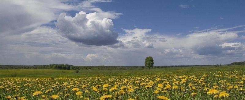 Синоптики рассказали жителям Вологодской области о погоде в июне