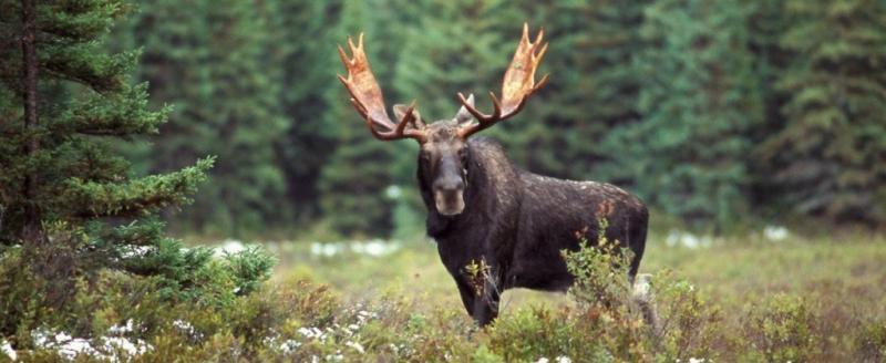 В лесах Вологодской области подсчитали количество диких животных