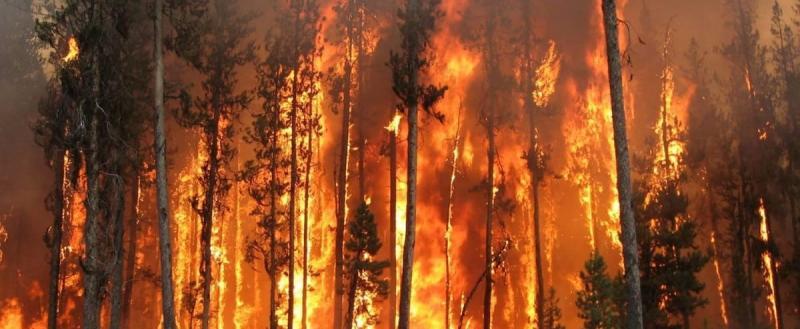 Россияне будут платить штрафы за поджог леса в десятикратном размере