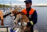 Череповецкие спасатели провели спецоперацию по вызволению обессиленной собаки из Ягорбы
