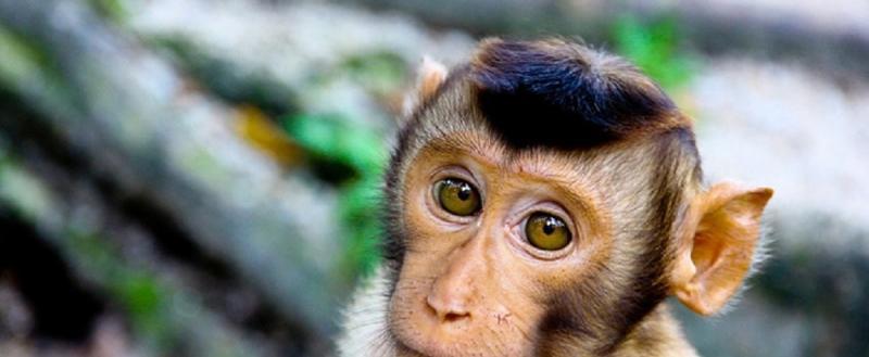 Новая пандемия? В мире фиксируют увеличение количества заболевших оспой обезьян