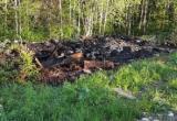 На западе Вологодской области загорелся лес