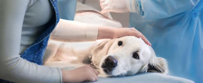 В Череповце анонсировали бесплатную стерилизацию кошек и собак