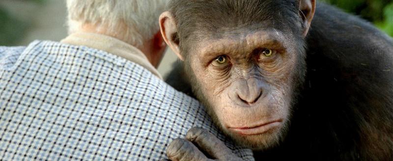 В мире официально объявили новую пандемию: обезьянья оспа шагает по планете