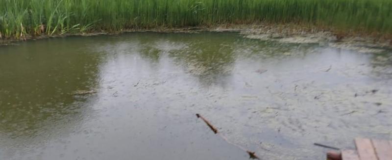 В пруду одного из поселков Вологодской области утонул 19-летний юноша