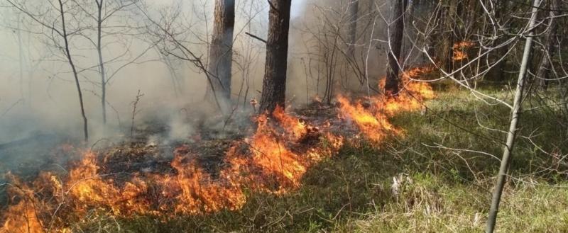 В Череповецком районе ликвидирован первый с начала года лесной пожар