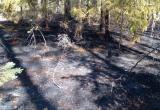 В Вологодской области произошел четвертый с начала года лесной пожар