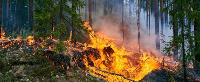 Жителей и гостей Череповецкого района предупредили о риске возникновения природных пожаров