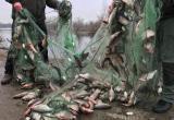 В Вологодской области наказали двух рыбаков, ловивших рыбу сетями на Белом озере