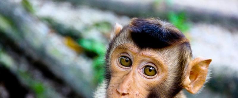 В России выявлен первый случай заражения обезьяньей оспой