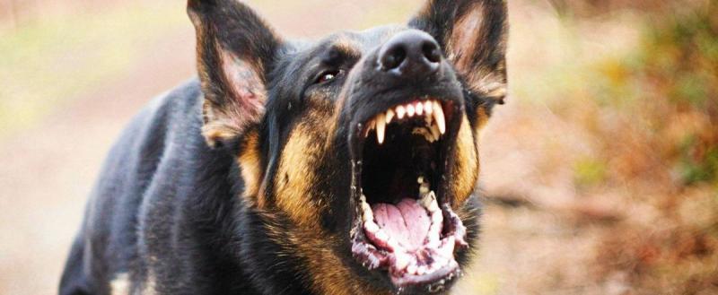В МЧС рассказали, как избежать нападения агрессивной собаки
