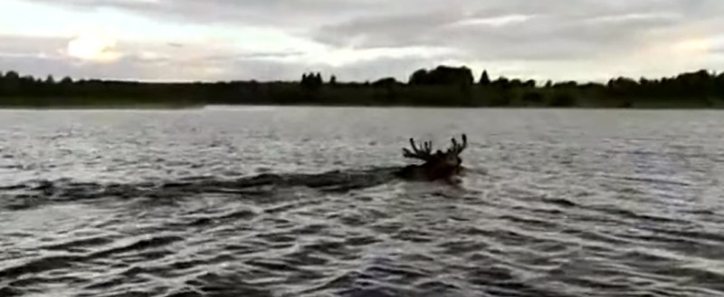 На одном из вологодских озер рыбаки заметили плывущего лося