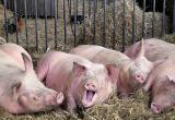 В непосредственной близости от Вологодчины выявлена вспышка африканской чумы свиней