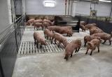 В соседней области продолжает бушевать африканская чума свиней