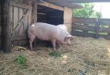 Очаг африканской чумы свиней выявлен в Вологодской области