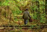 Под Харовском пенсионер ушел в лес и не вернулся