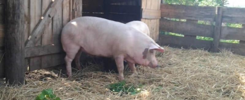 В Грязовецком районе из-за вспышки африканской чумы уничтожат всех свиней, попавших в зону заражения