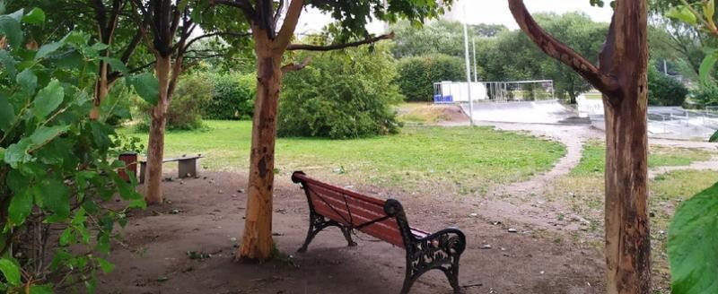 В Череповце у скейт-парка вандалы ободрали кору с деревьев