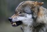 Жительница Великоустюгского района сражалась с волком за свою собаку 