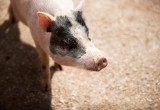 Вологжанам предлагают поменять свиней на кроликов, птиц и пчел