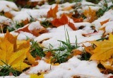 В Вологодскую область придут дожди и снегопады