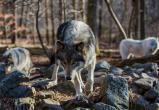 Волки продолжают нападать на собак в деревнях Великоустюгского района