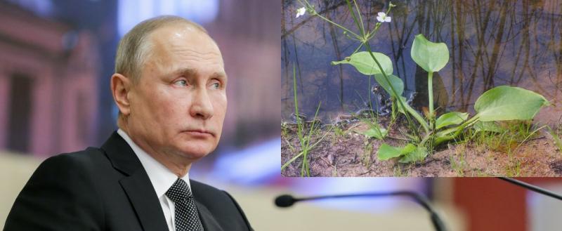 Разработка череповецких экологов вызвала опасения у Владимира Путина