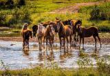 В Устюженском районе табун лошадей затоптал иномарку: хозяйка животных отделалась крупным штрафом