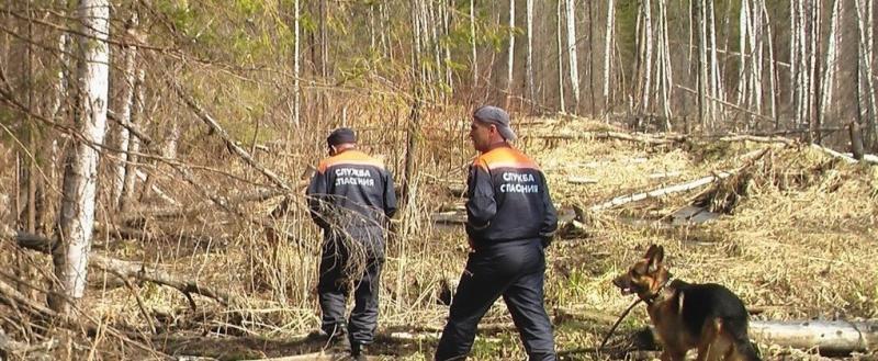 В лесу под Вытегрой обнаружен труп пропавшего мужчины