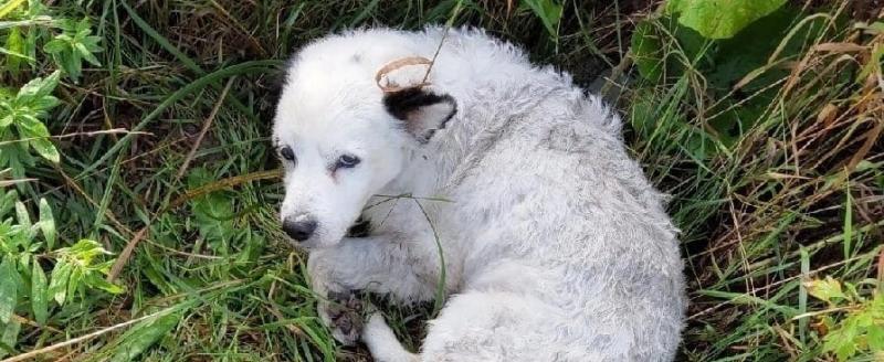 Автомобилист в Череповце сбил собаку и бросил умирать в лесу