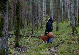 В харовском лесу потерялась женщина 1970 года рождения