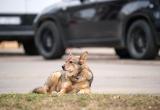 5 суток ареста за сбитую собаку получил вологодский водитель 