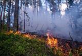 34 пожара общей площадью 37 га было потушено в лесах Вологодской области в 2022 году