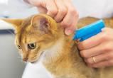Бесплатно чипировать домашних животных предлагают в Вологде всем жителям области 