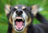 Около 2 тысяч нарушений правил содержания домашних животных зафиксировано в Вологодской области