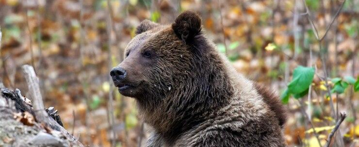 В Вологодской области насчитали 10 073 медведя