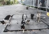 400 бездомных животных в Череповце стерилизуют за бюджетные средства