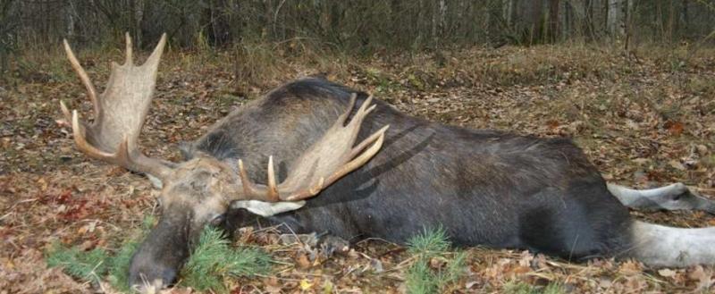 В шекснинских лесах найдена туша лося с пулевым отверстием