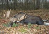 В шекснинских лесах найдена туша лося с пулевым отверстием