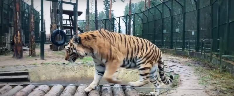В зоопарке Деда Мороза поселилась амурская тигрица 