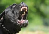 Хозяин агрессивной собаки выплатит больше 90 тысяч рублей укушенному ребенку и его матери