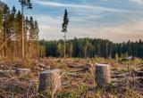 В Вологодской области число незаконных рубок леса за год сократилось на 13%