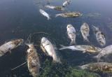 В Вологодской области из-за действий беспечного агрария погибла рыба