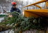 Жители Череповца могут сдать новогодние елки на переработку