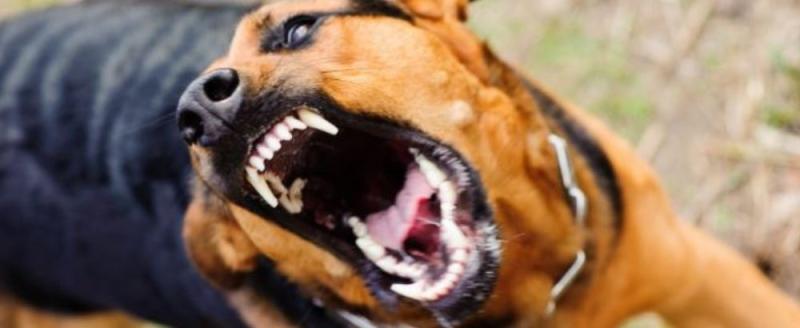 Агрессивные собаки напали на двух маленьких детей в Белозерском районе
