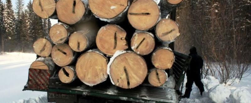 В Вологодской области девять черных лесорубов заготовили 200 кубов древесины на 4,8 млн рублей