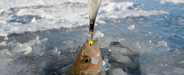 Чемпионат по ловле на блесну со льда состоится в Череповце на следующей неделе
