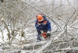 Суд обязал энергетиков провести работы по лесовосстановлению в Череповецком районе