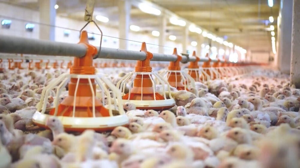 Первые эффекты от реализации нацпроекта «Производительность труда» оценивает Шекснинская птицефабрика  