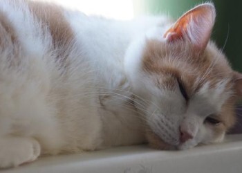 День кошек: история праздника, традиции и 15 фактов о котах, которые вы могли не знать 